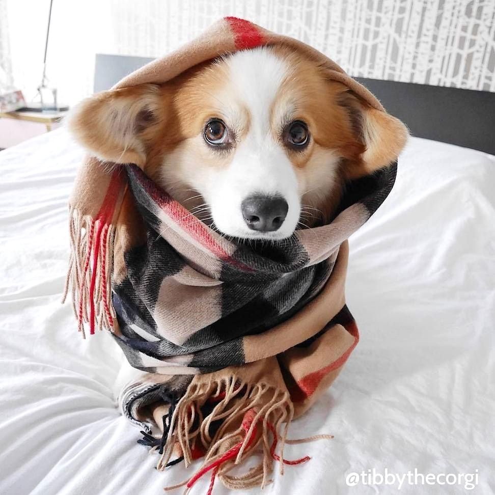 Животное уют