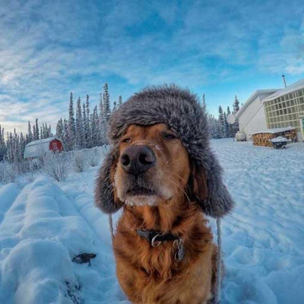 Холод собачий