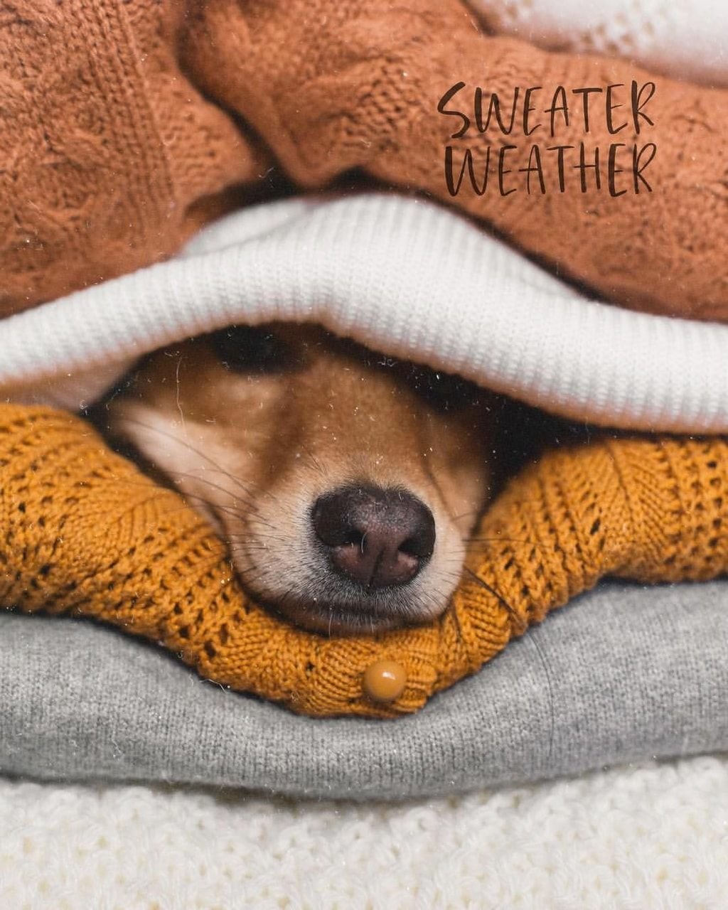 Мордой в снег