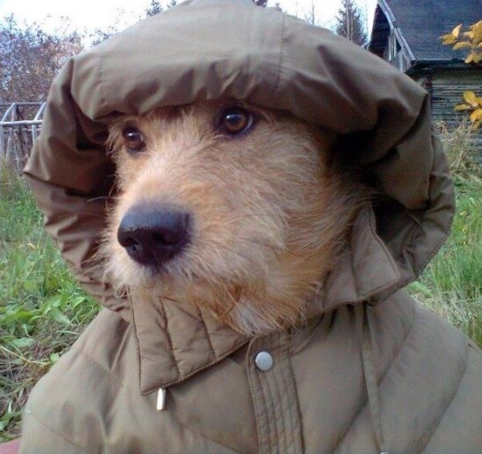 Мороз животные