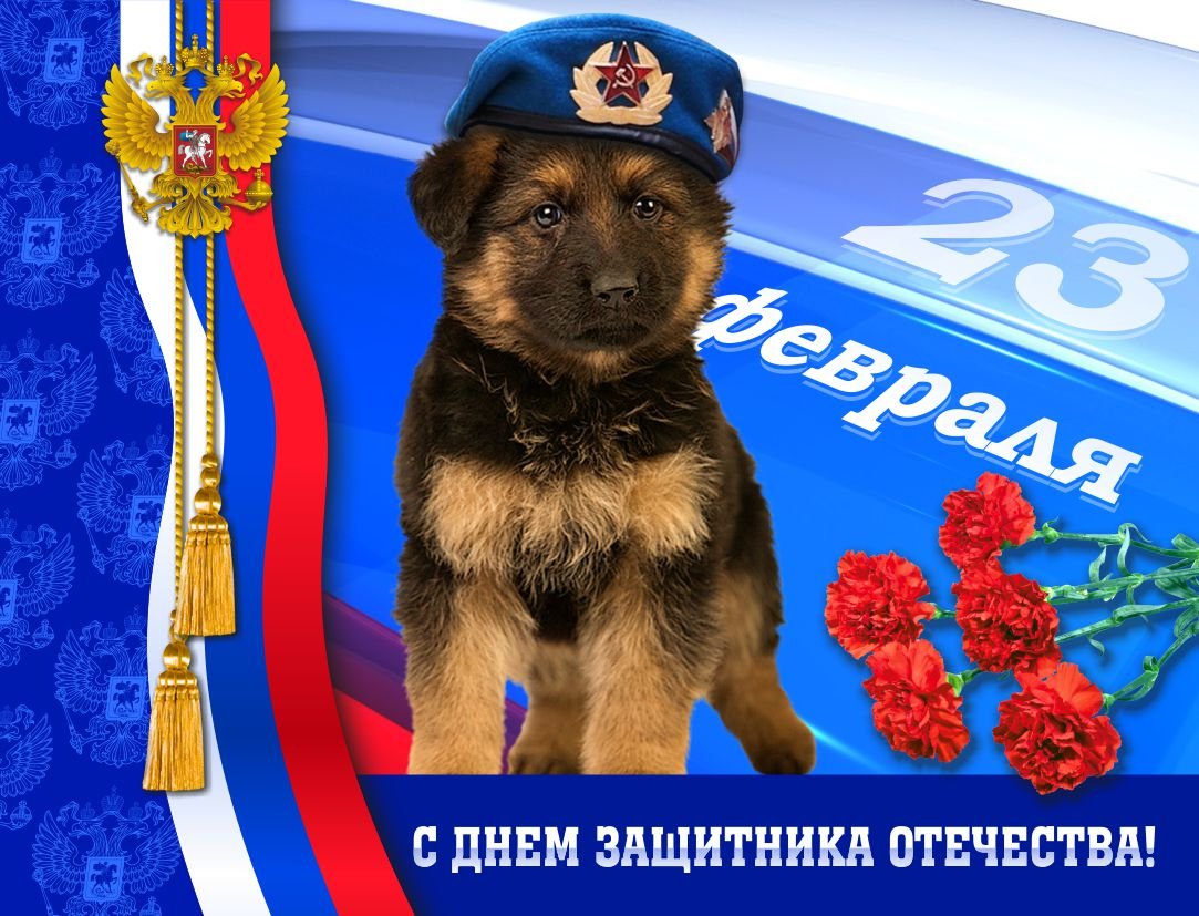 23 Февраля собака
