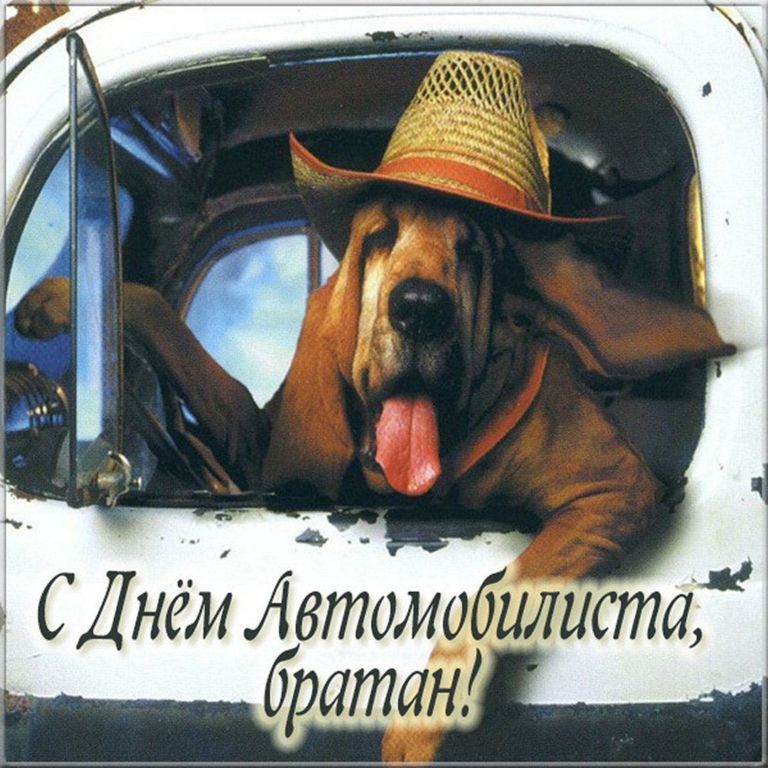 С днём автомобилиста с собакой