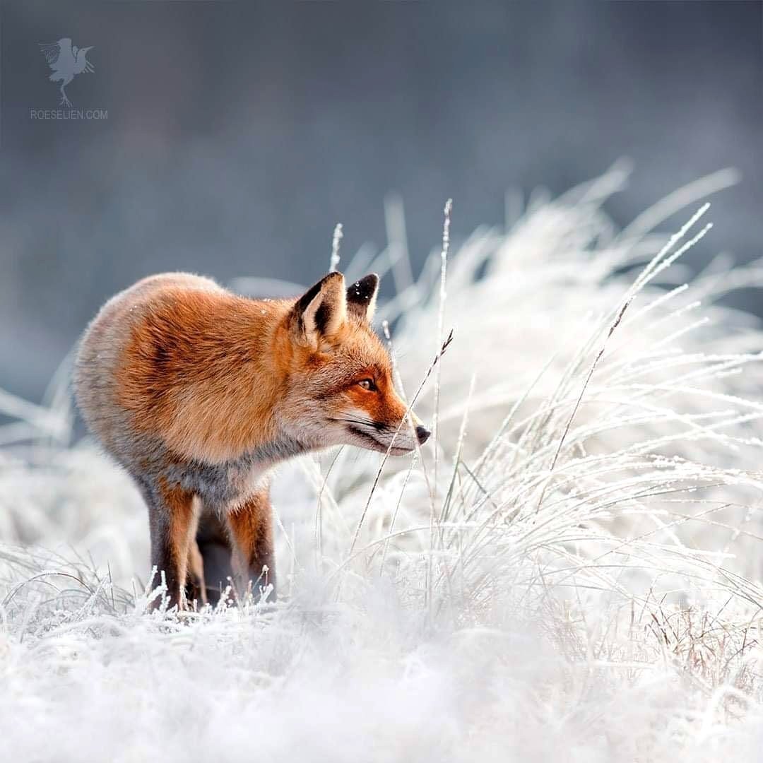 Лиса зимой HD