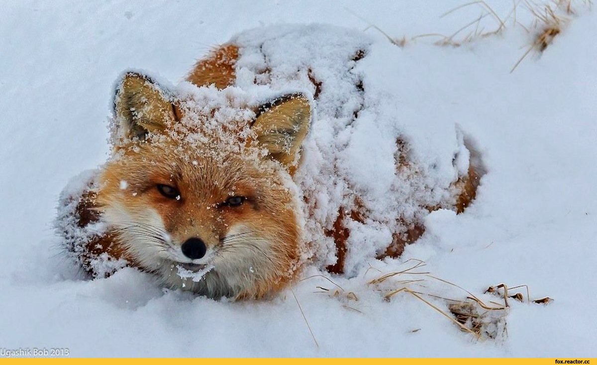 Лисы в снегу