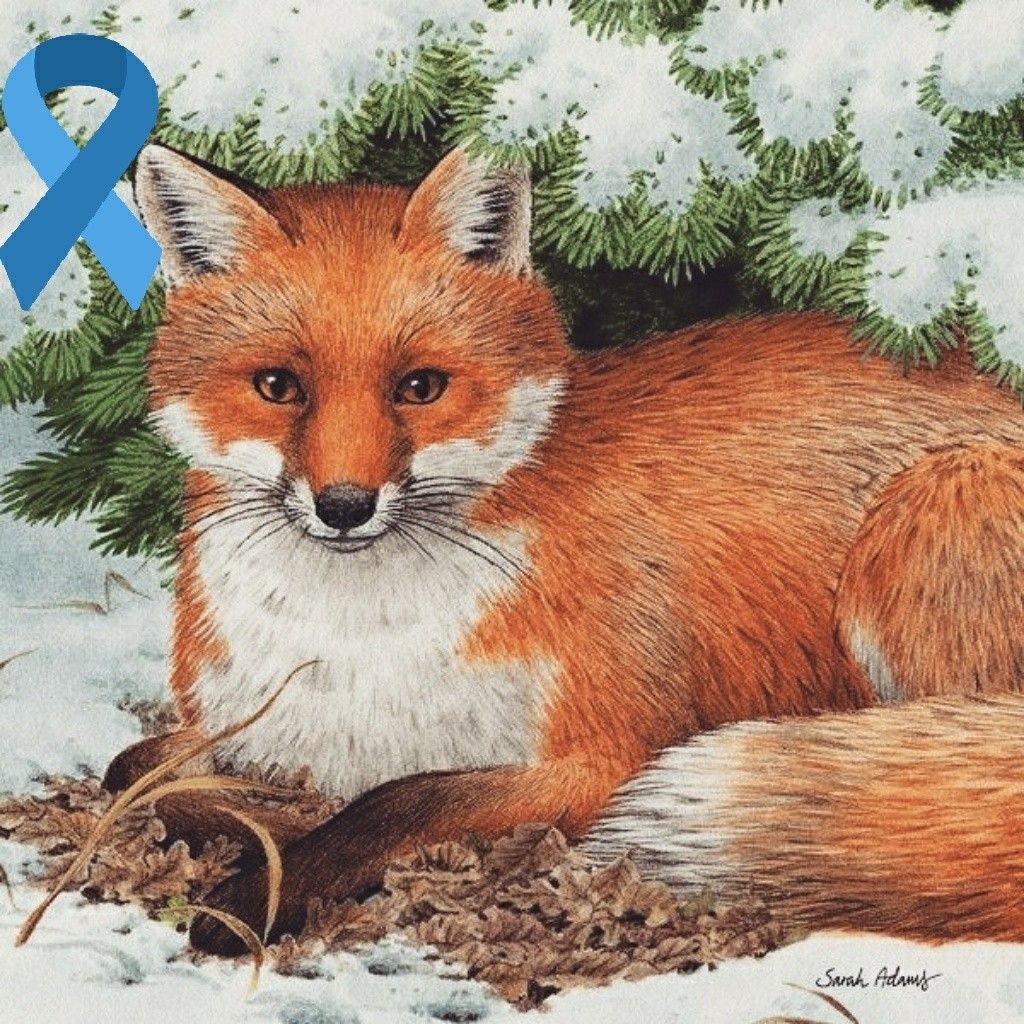 Снежная лисица