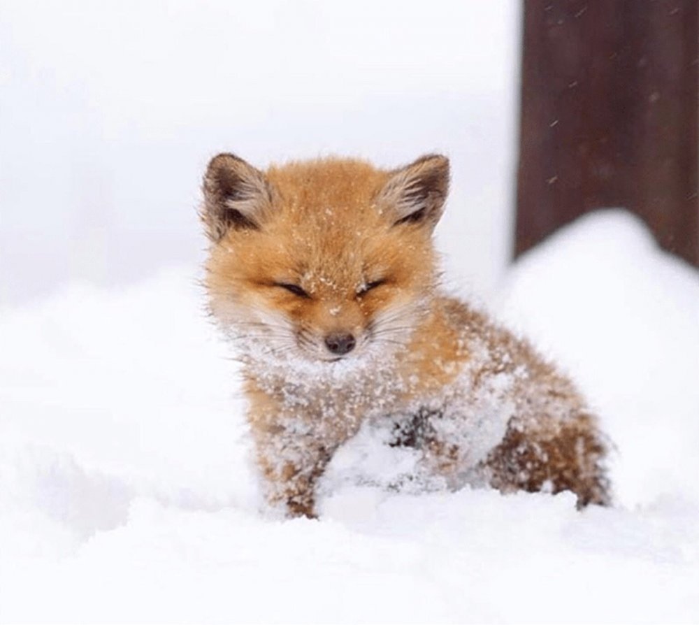 Животные в зимнем лесу