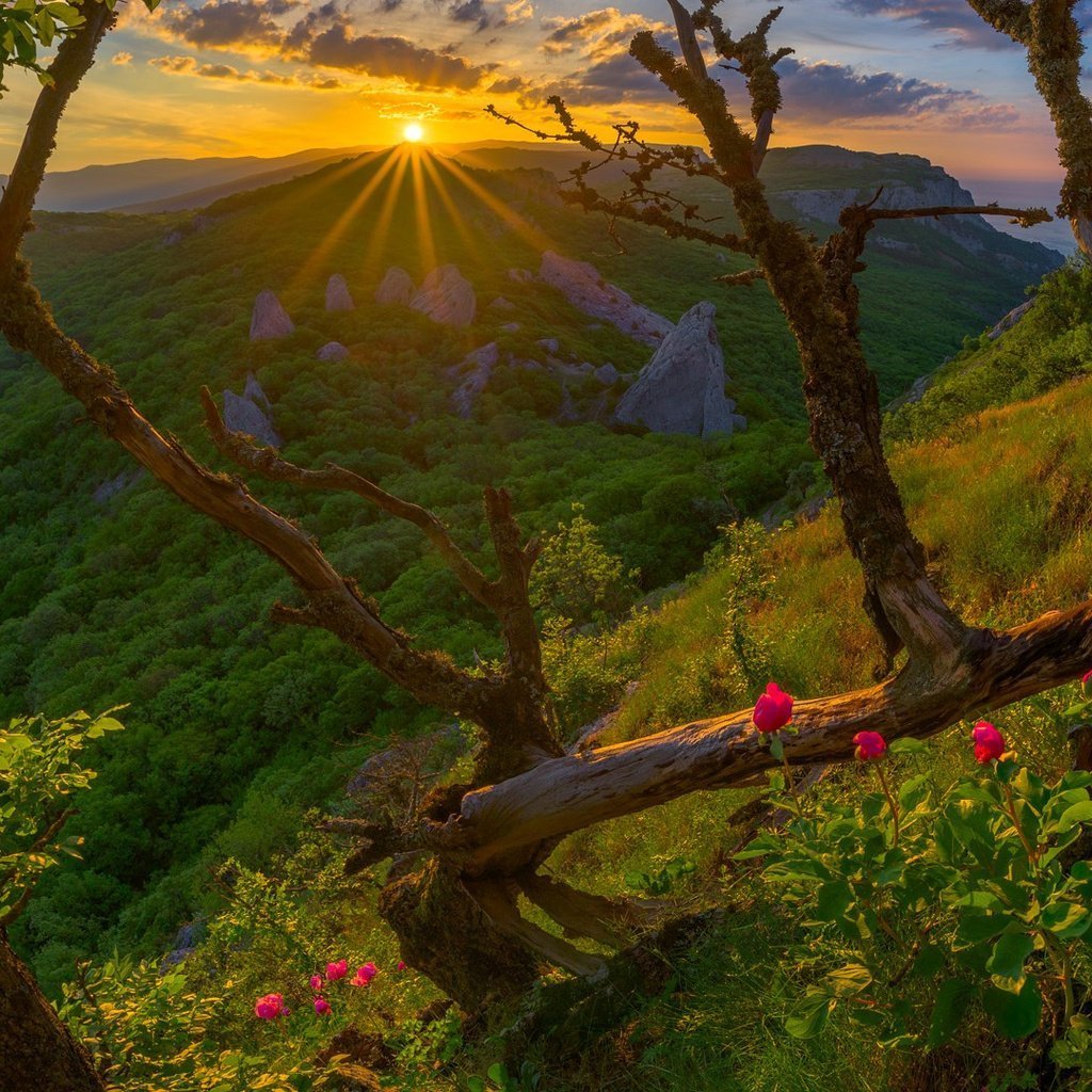 Поздравления с добрым утром бесплатно природа