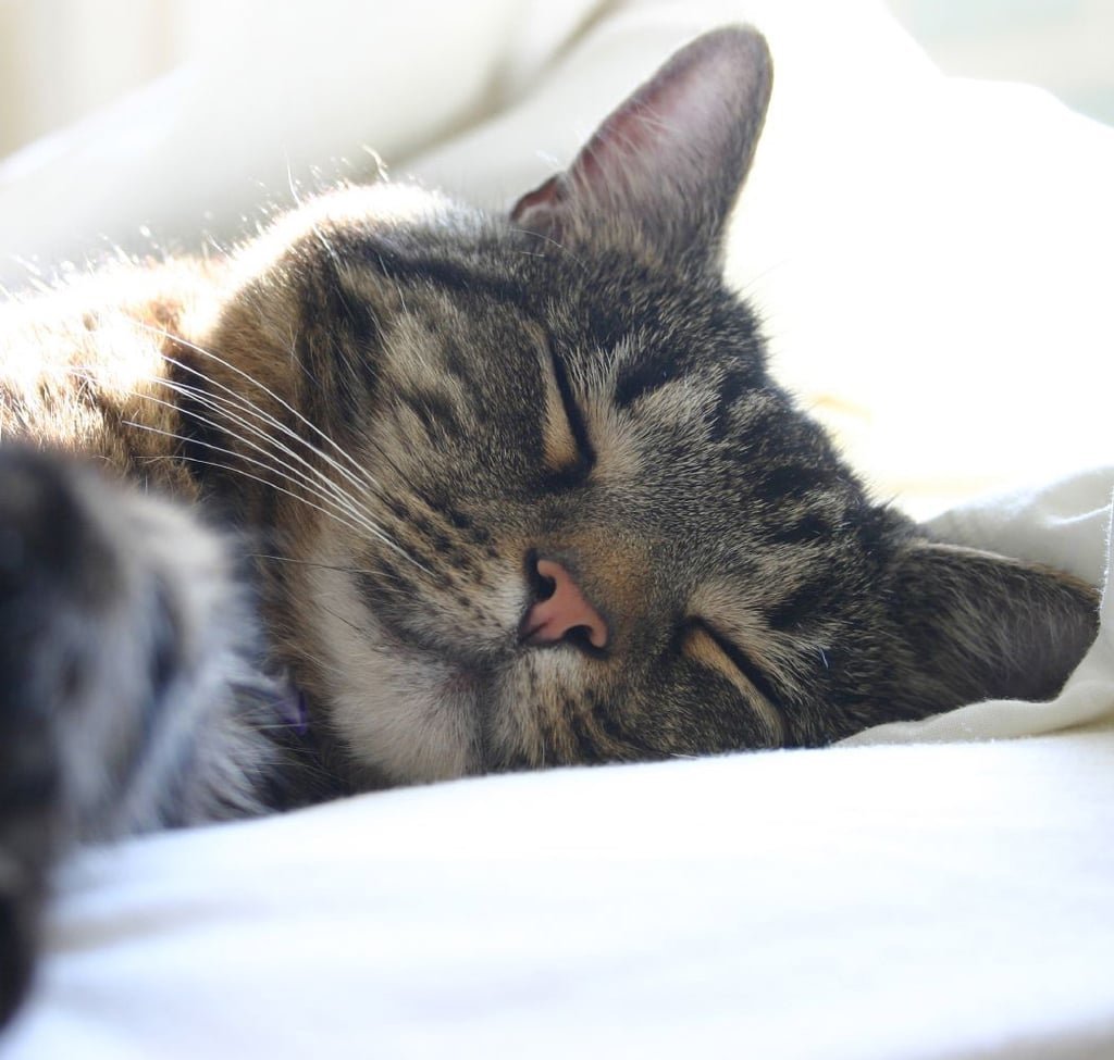 Спящие котики в Инстаграм