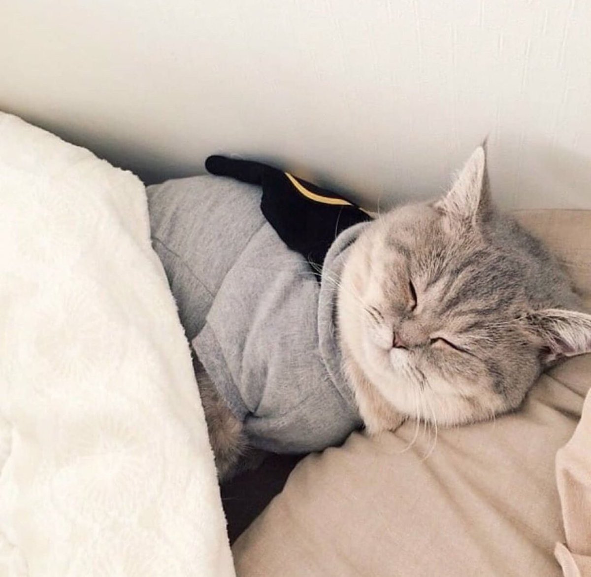 Спящий кот в пижаме