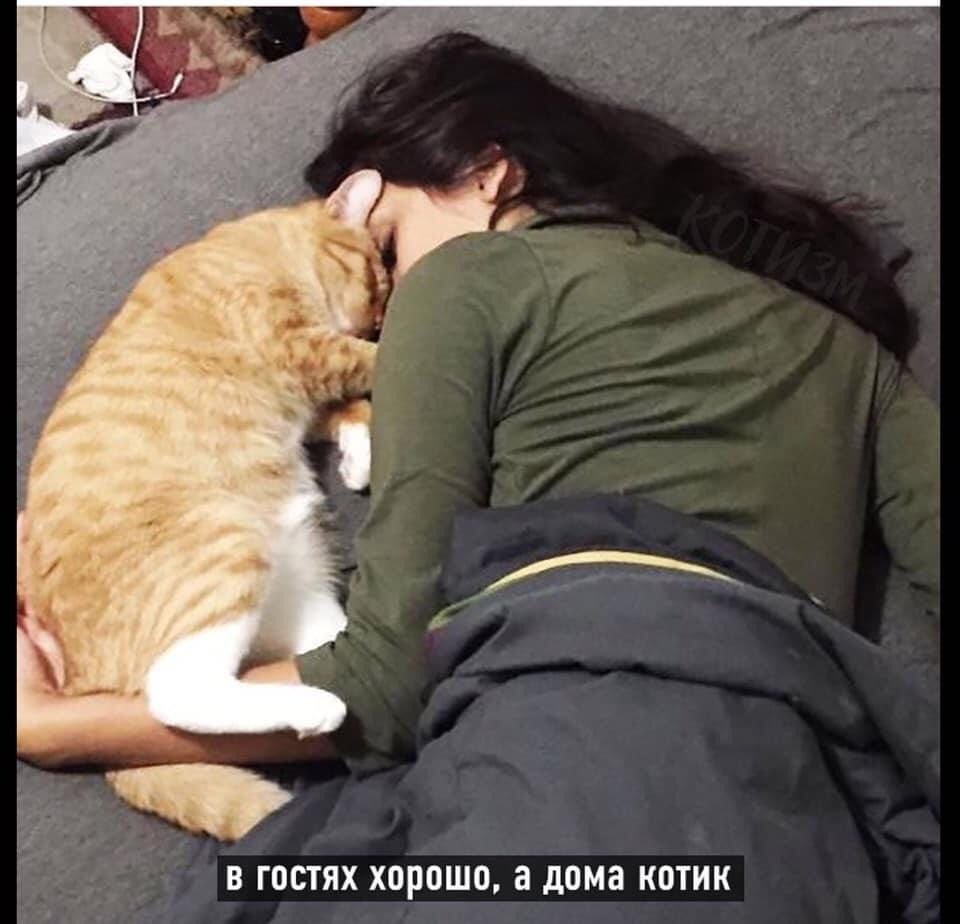 Кот спит