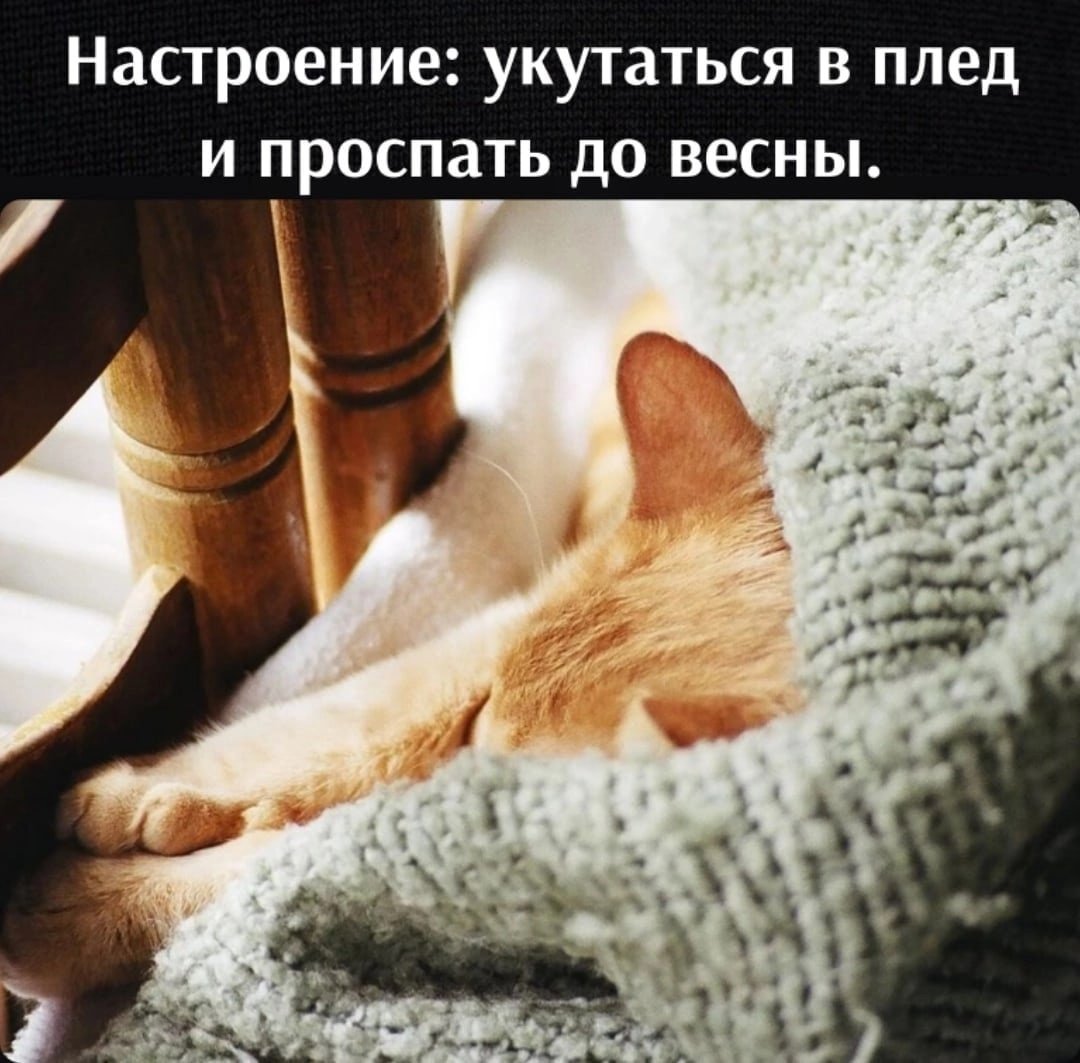 Кот дом уют