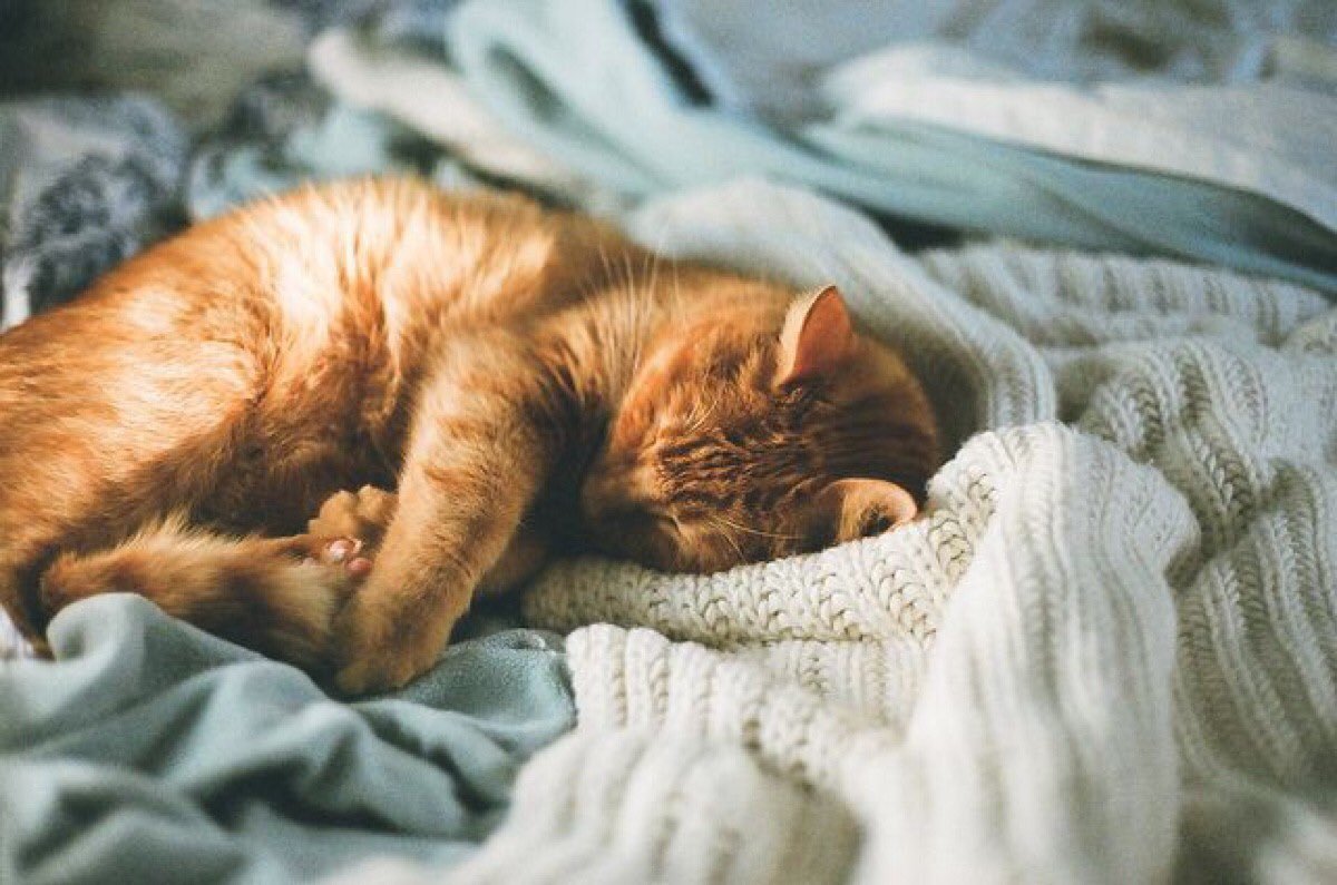 Рыжий котенок на кровати