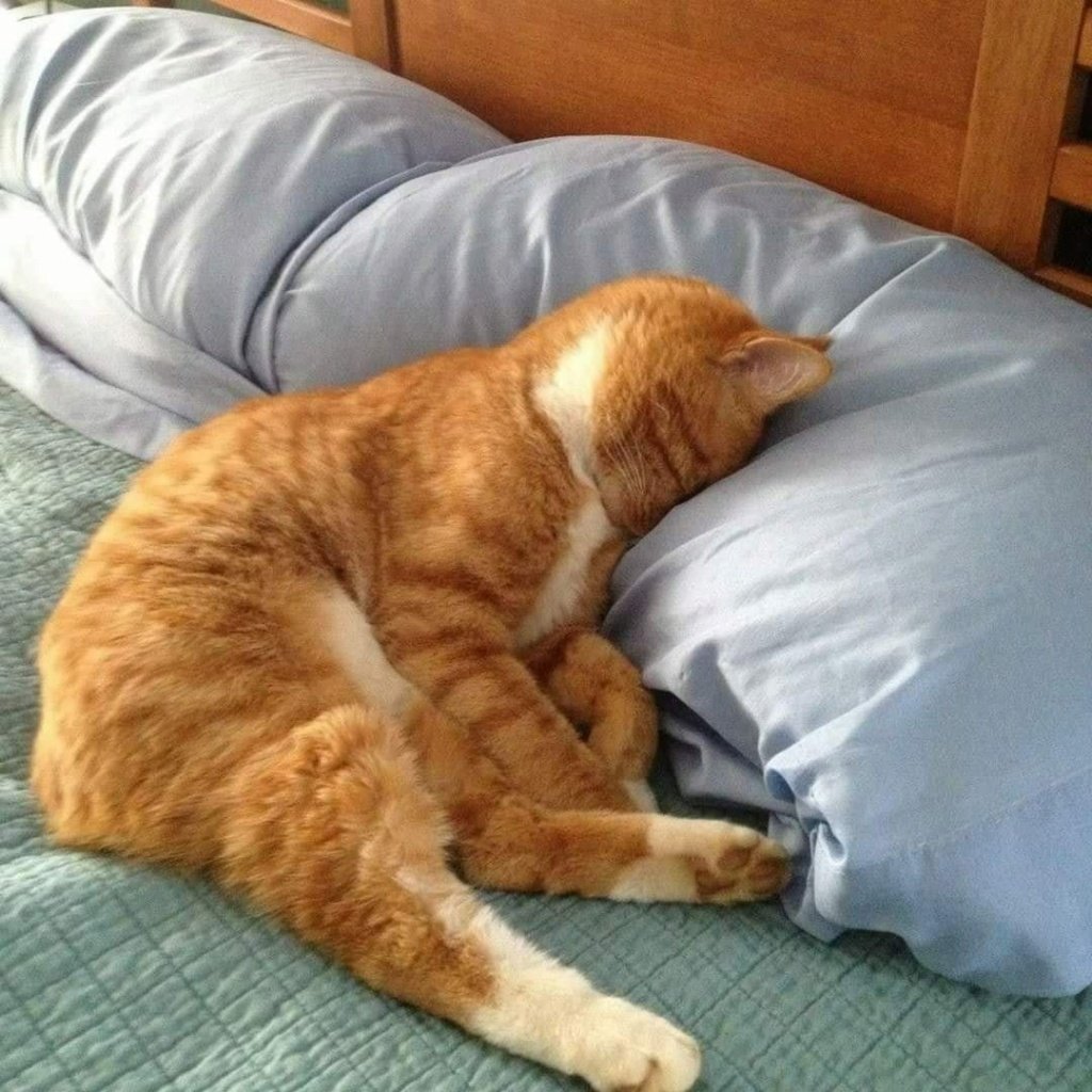 Коты в пижамах