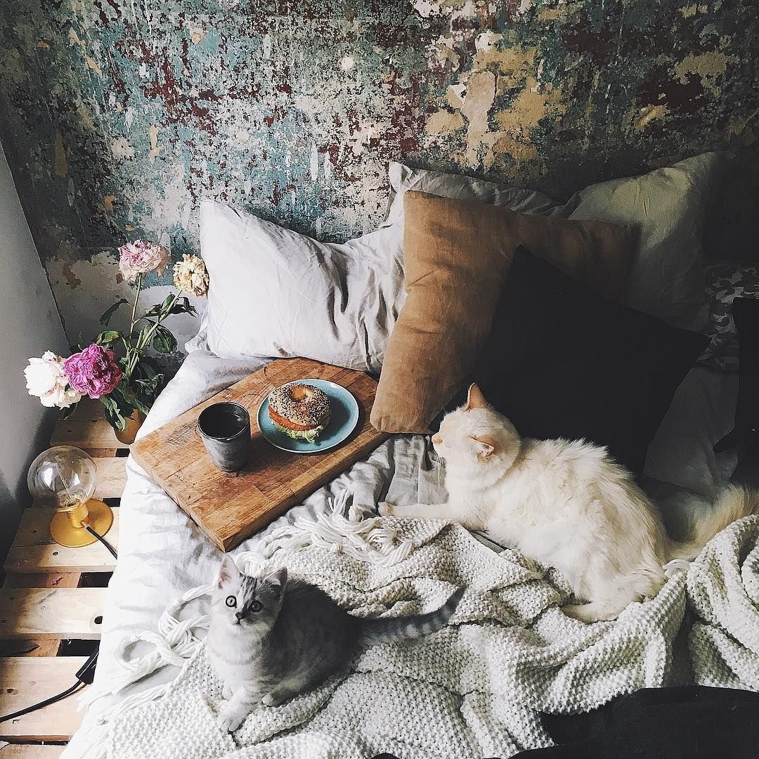 Уютные коты