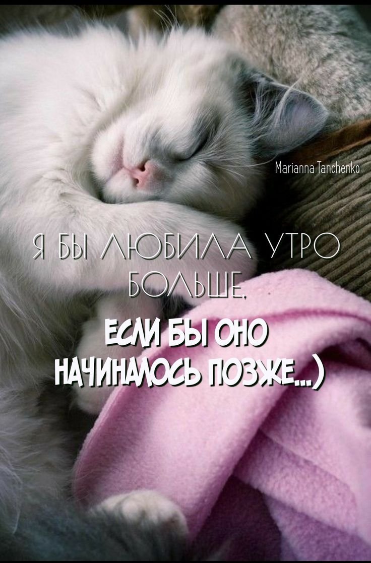 Сонный котенок