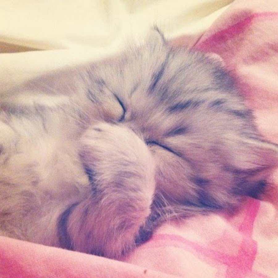 Милые сонные котики