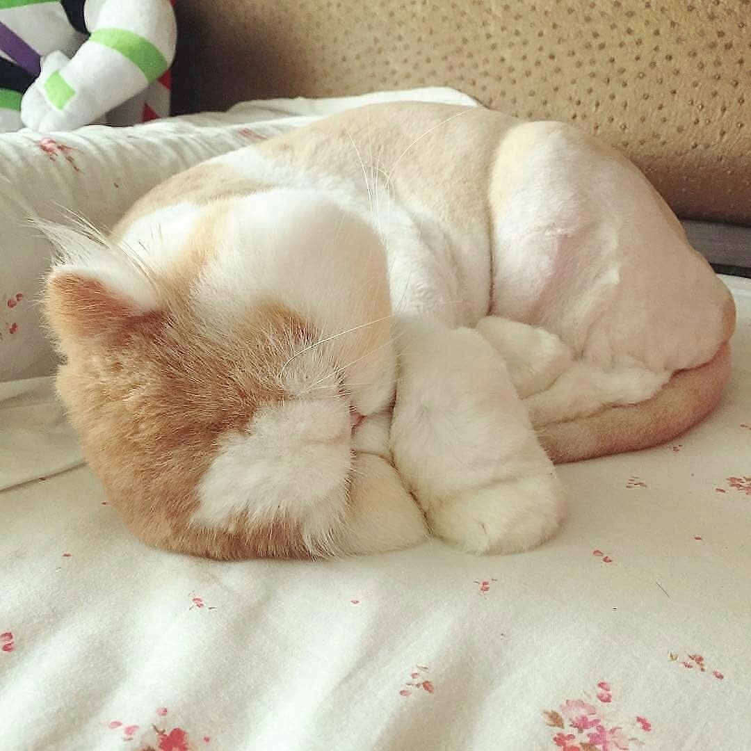 Спящий толстый кот