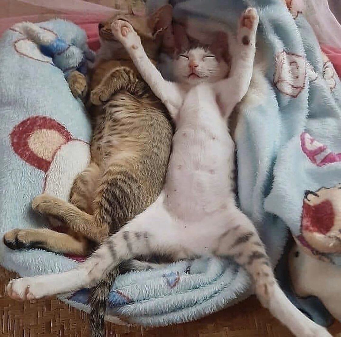 Спящие коты