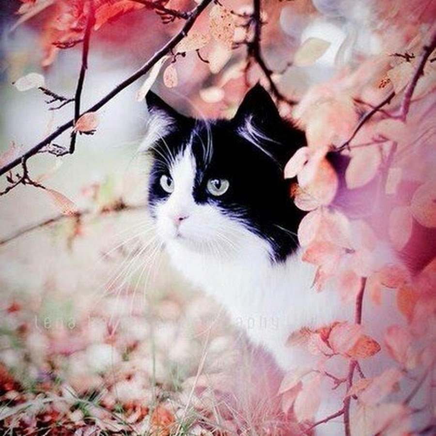 Котята вертикальные