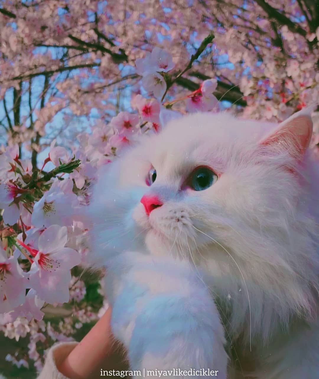 Белая кошка и счастье