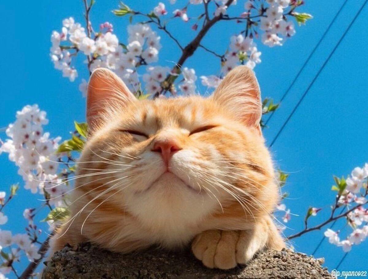 Котики весной