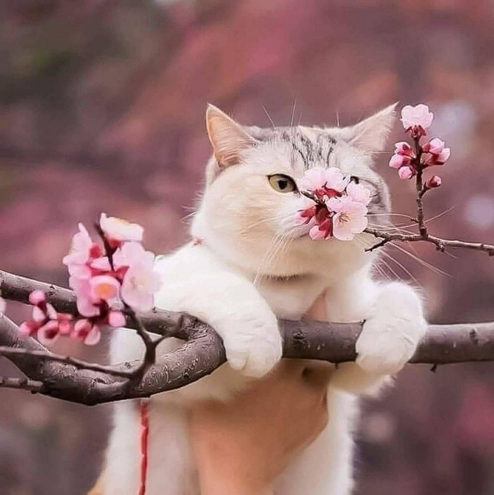 Скоро Весна