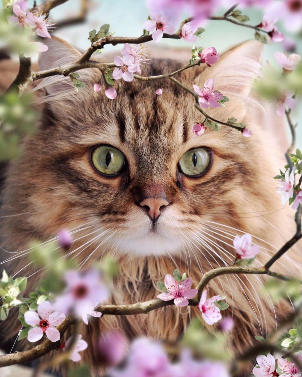 Морда кошки с цветами