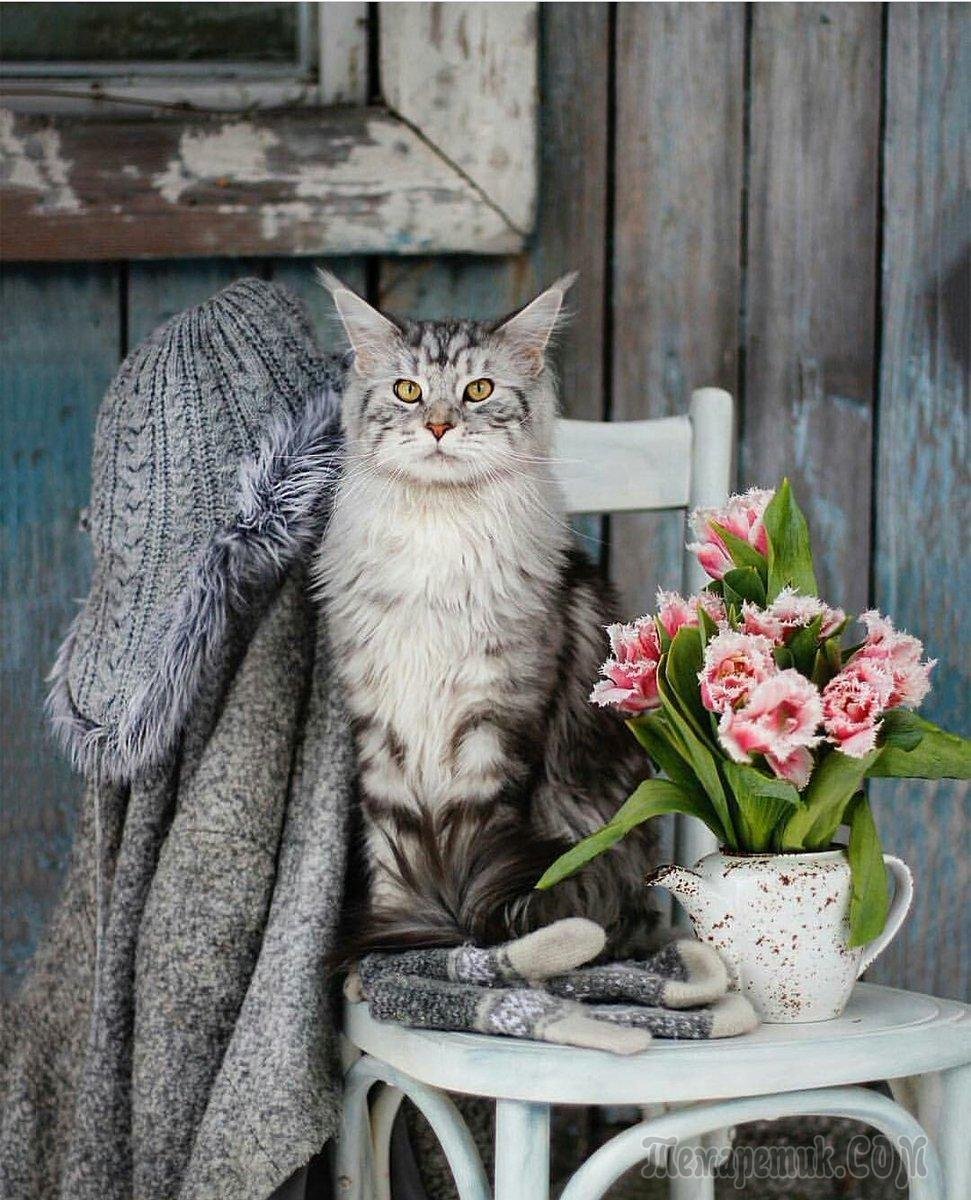 Уютные коты