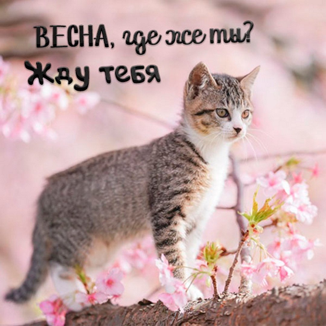 Кот на Сакуре