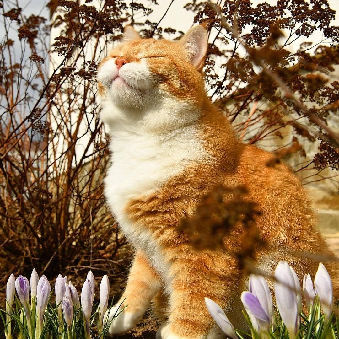 Рыжие коты Весна доброе утро