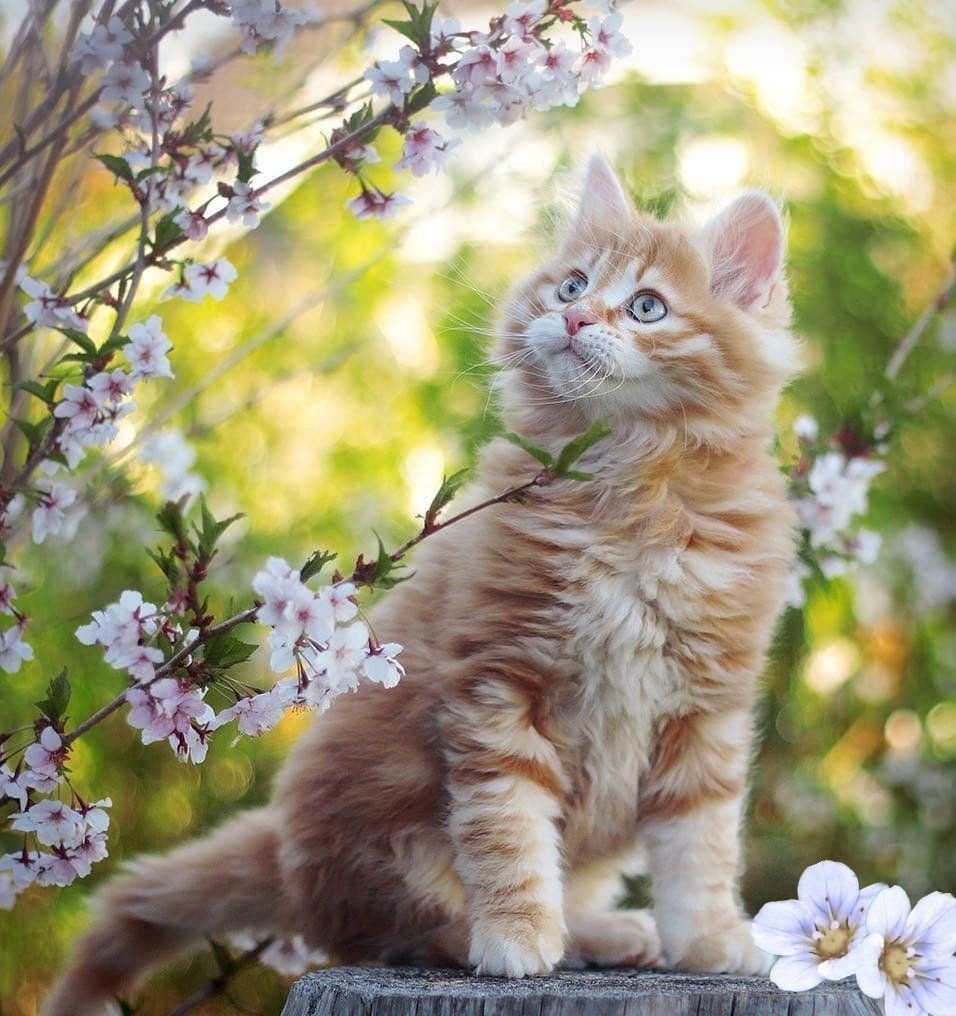 Счастливый котенок