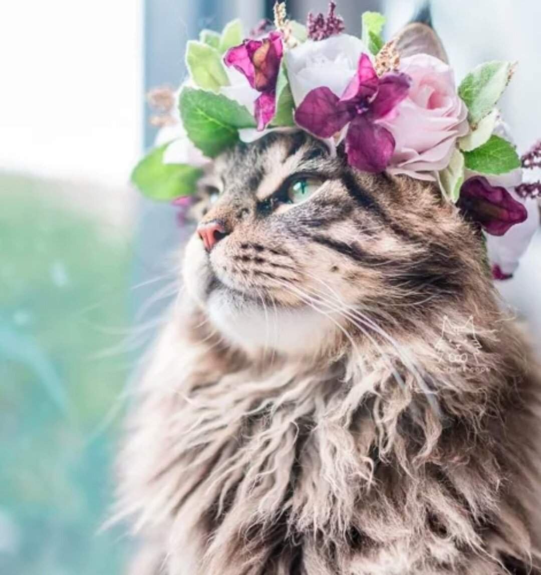 Кошка с венком на голове