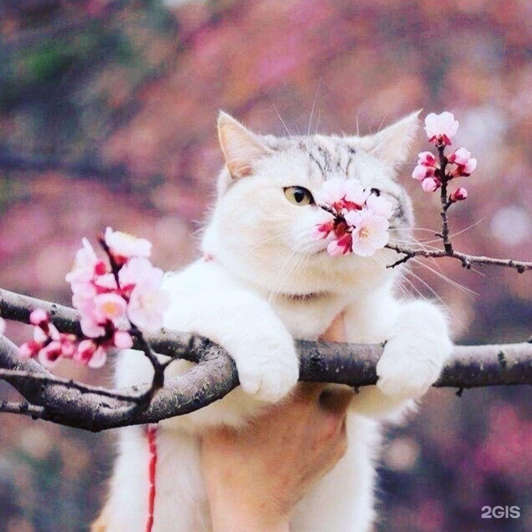 Кошка в цветах