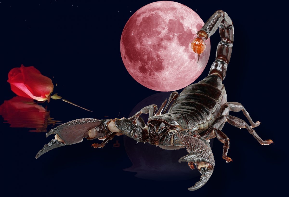 Скорпион картинки красивые