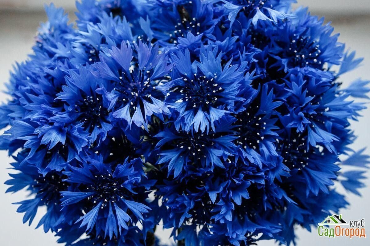 Василькового вечера