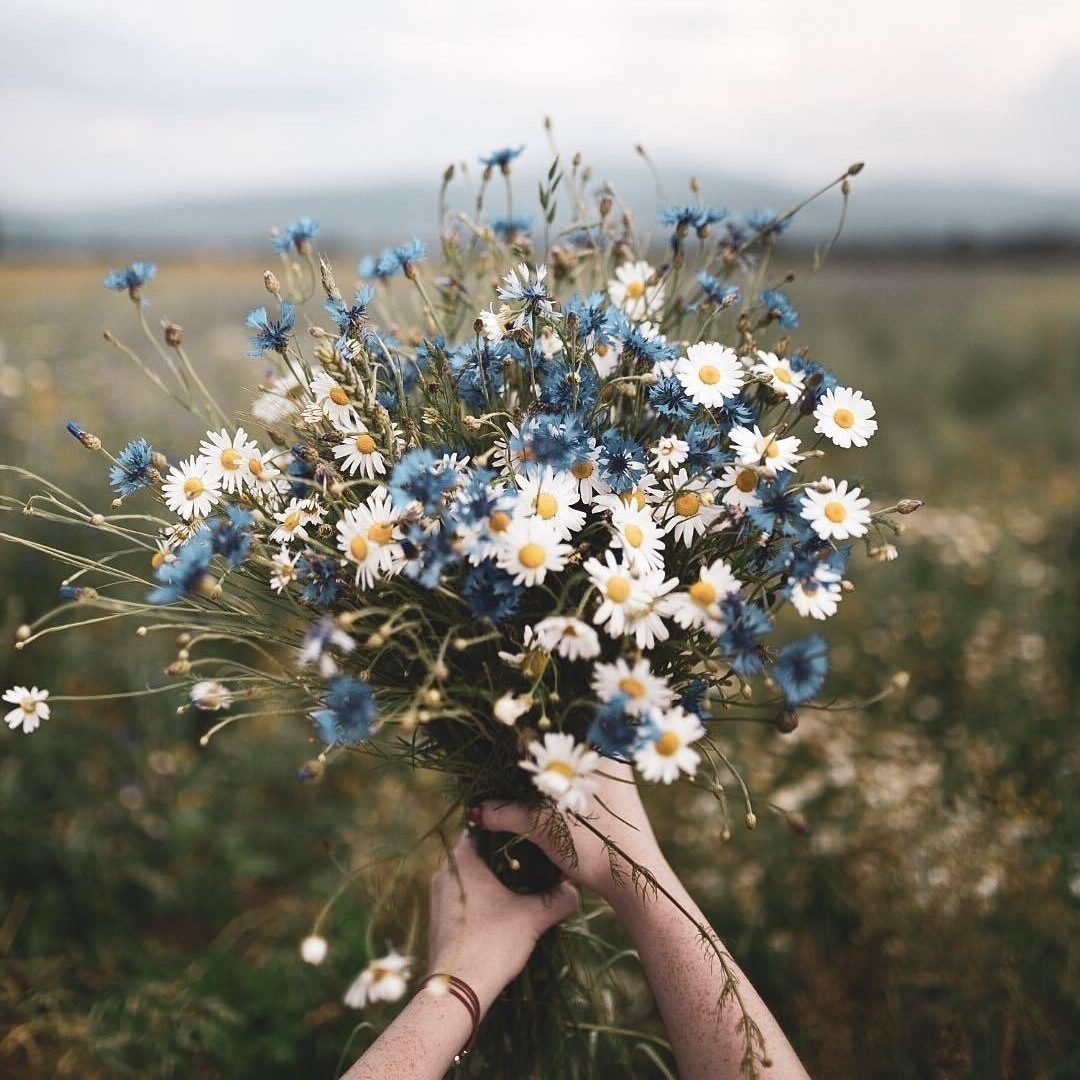 Васильки и ромашки акварелью