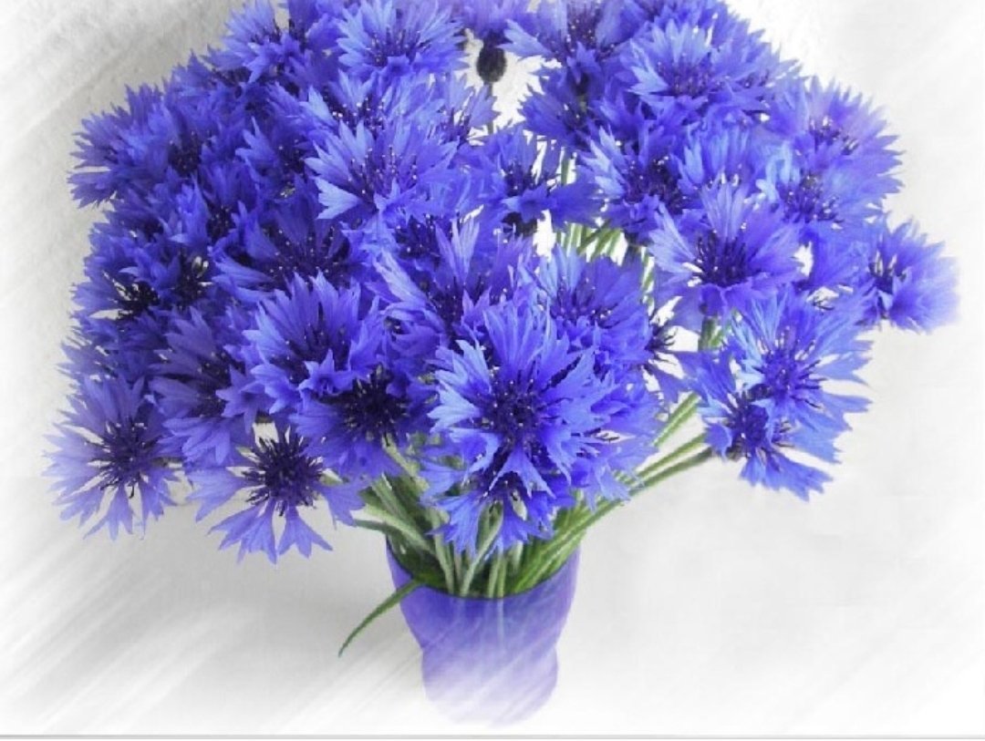 Васильки букетик