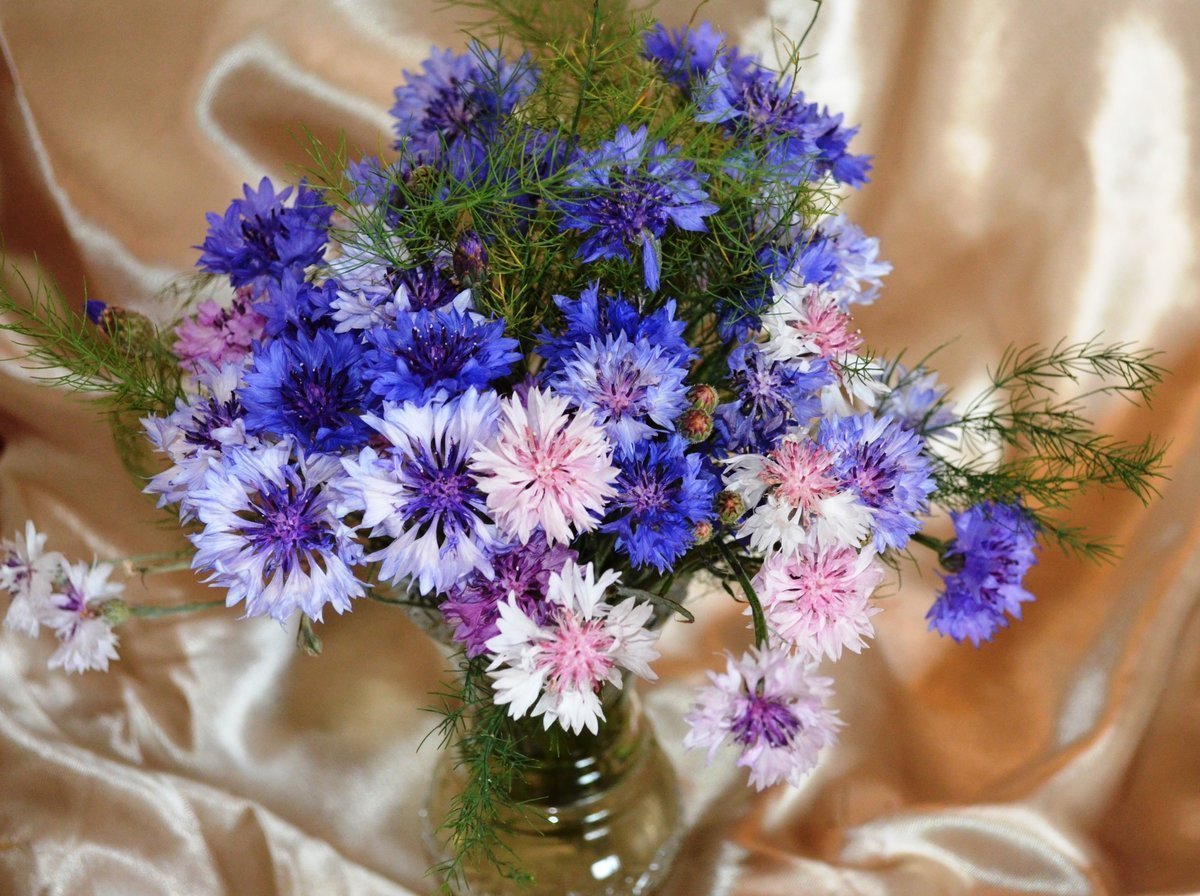 Ковыль cухоцвет