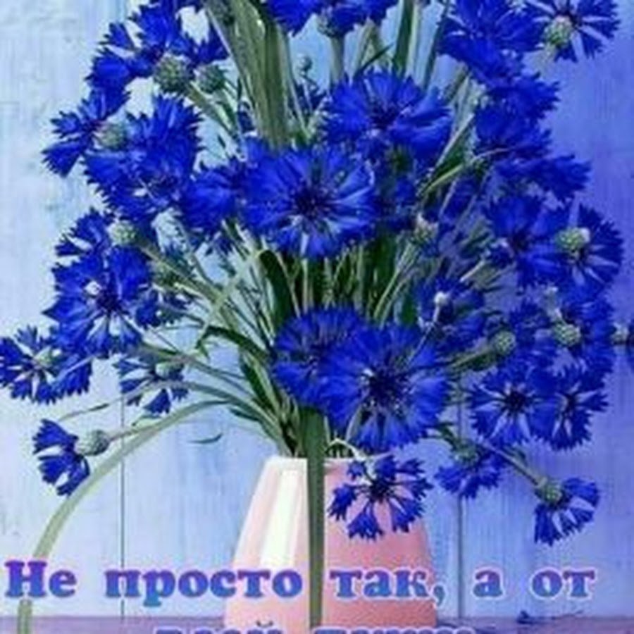 Клумба из Васильков и календулы