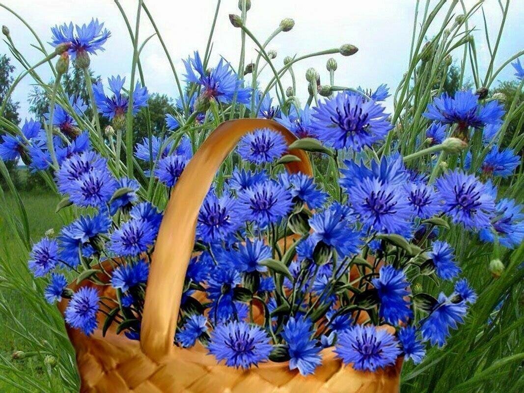 Васильки в поле