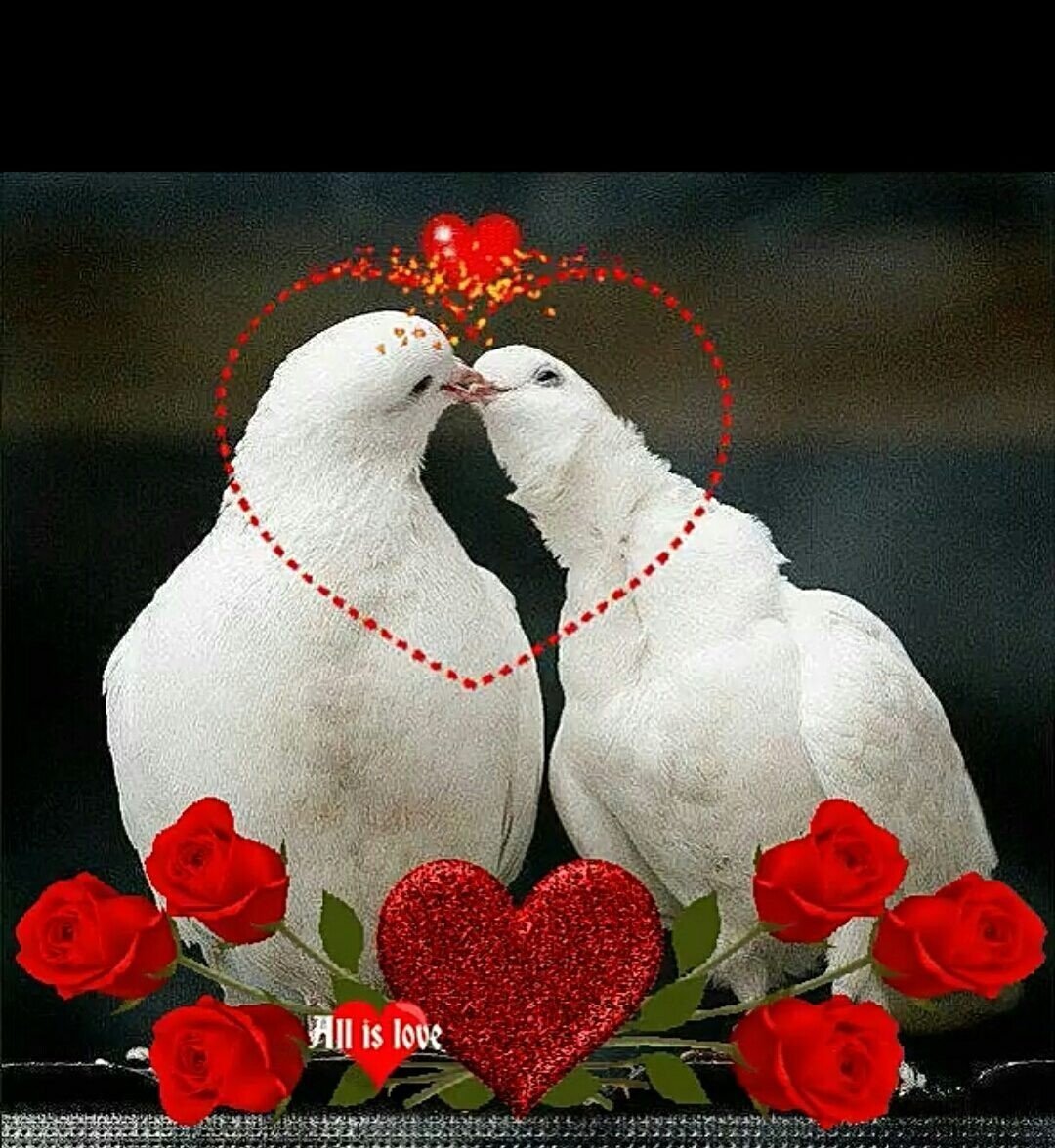 Свадебные лебеди на прозрачном фоне