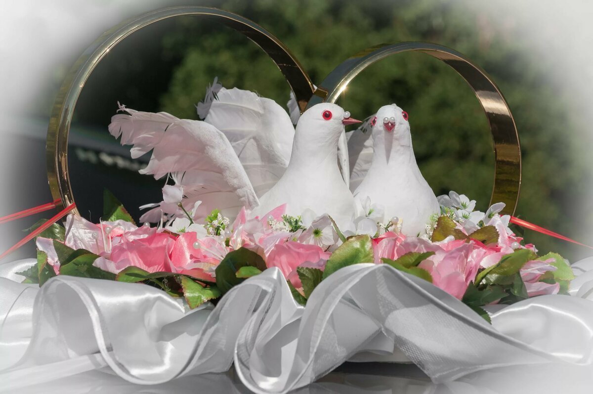 Голуби с кольцами