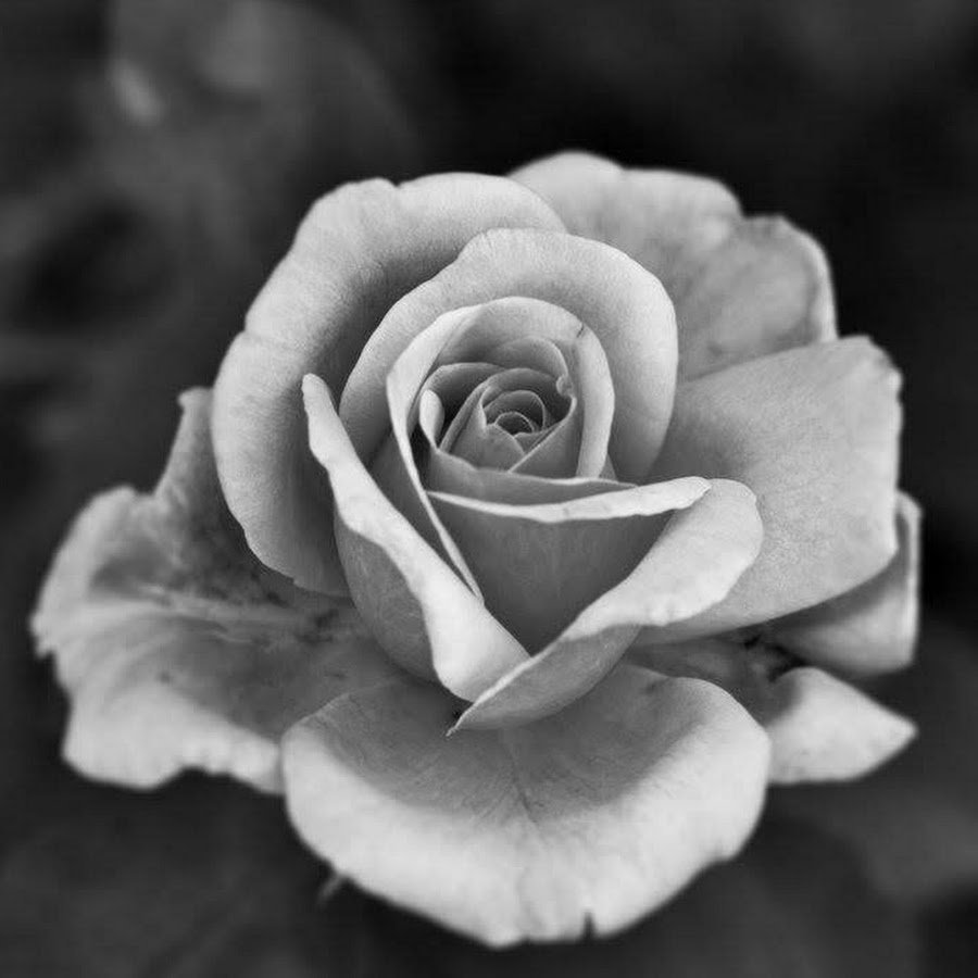 Роза в черно белом цвете