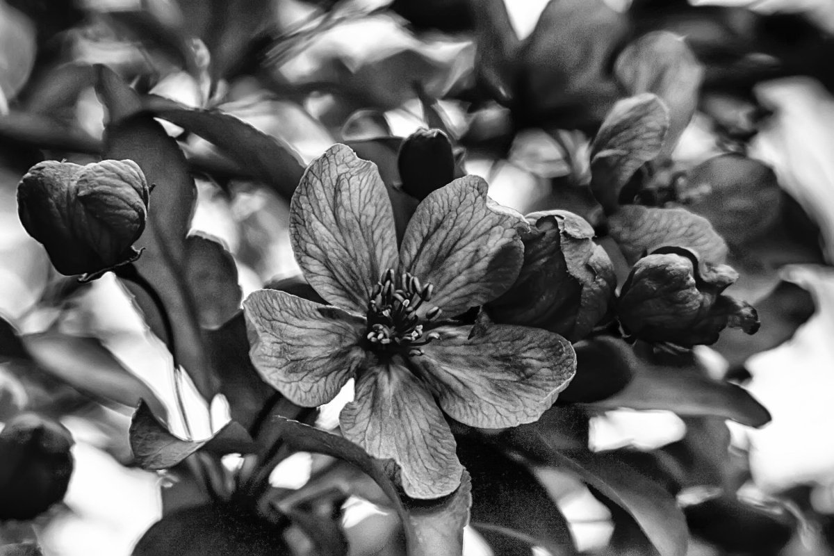 Цветы чёрно белые