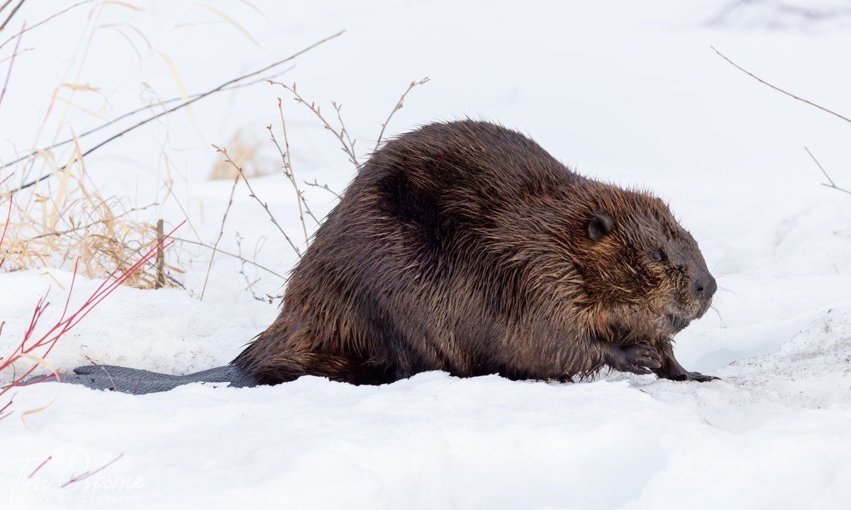 Бобер с доской