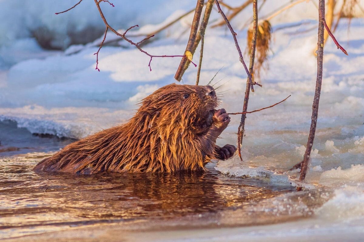 День европейского бобра