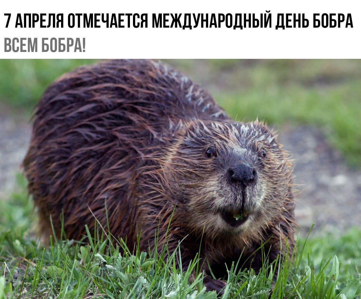 Лесные животные бобер