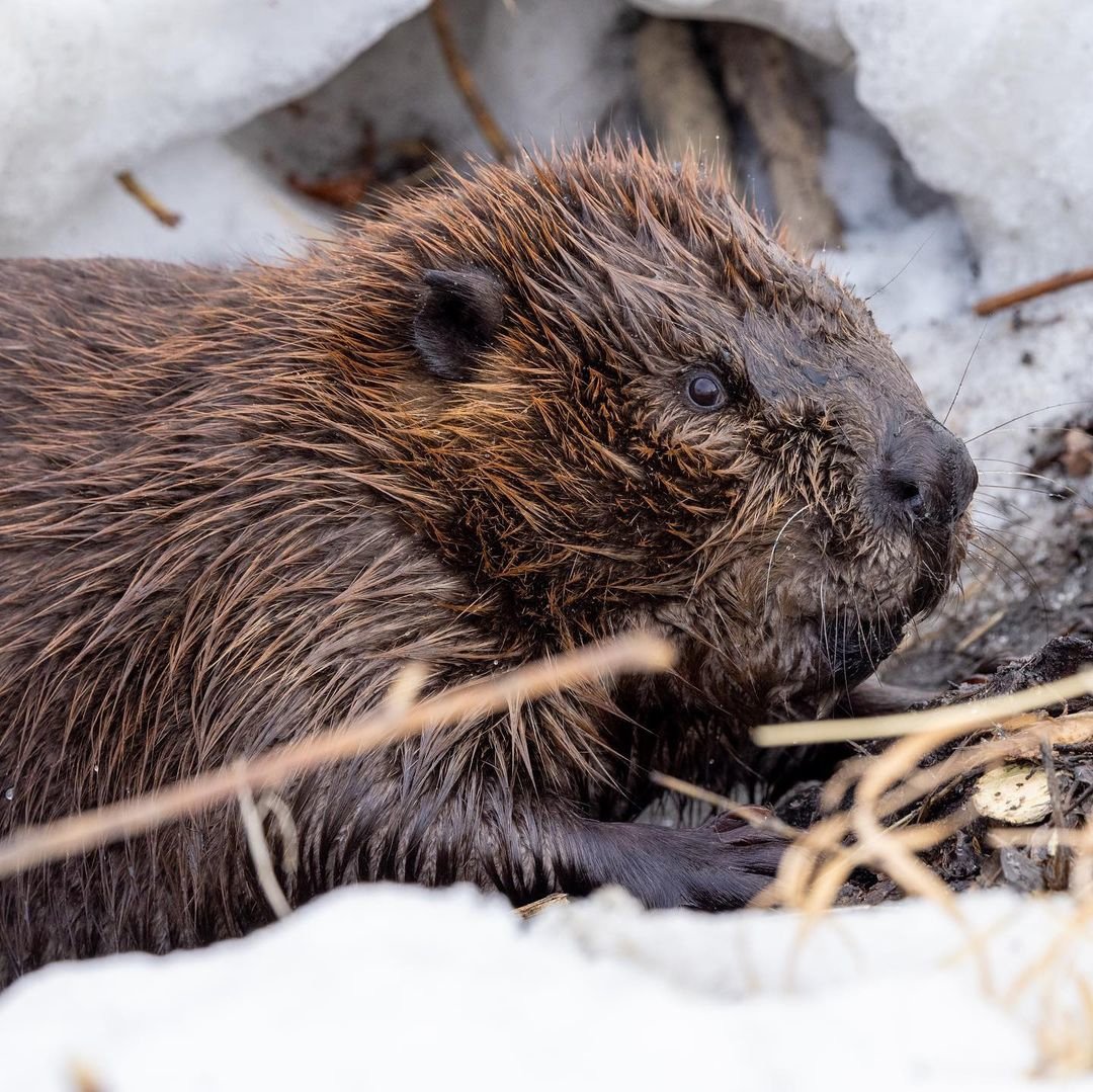 7 Апреля - Международный день бобра (International beaver Day)