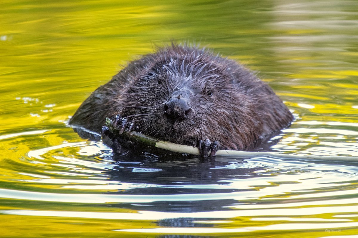 Бобер Строитель