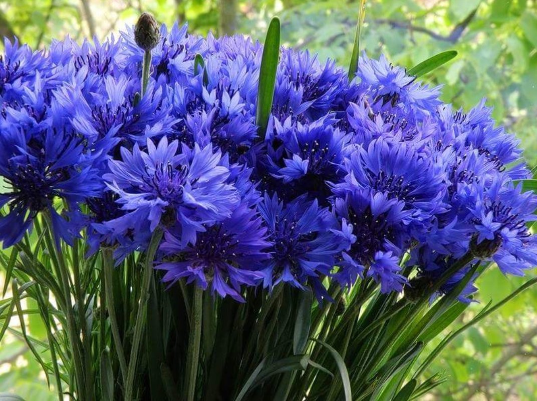 С днём рождения Золотая рыбка